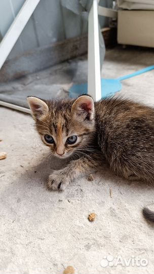 Кошки бесплатно