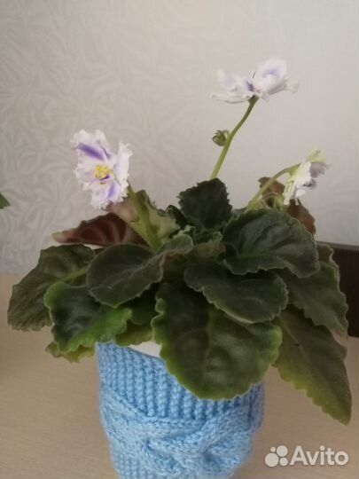 Фиалки цветущие в горшке