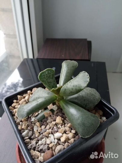 Адромискусы