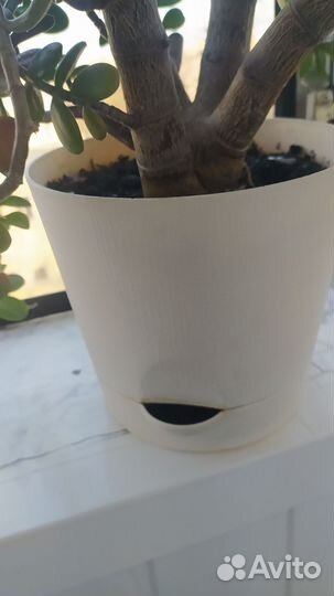 Толстянка, денежное дерево