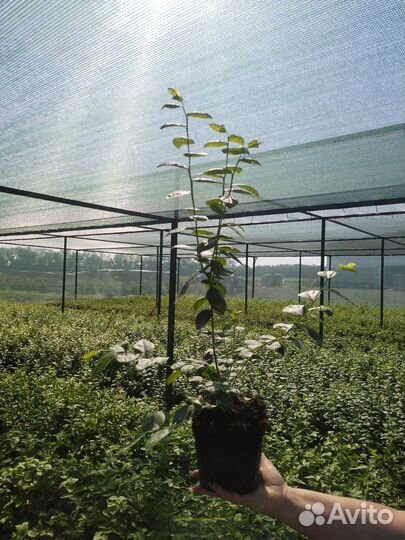 Продажа саженцев