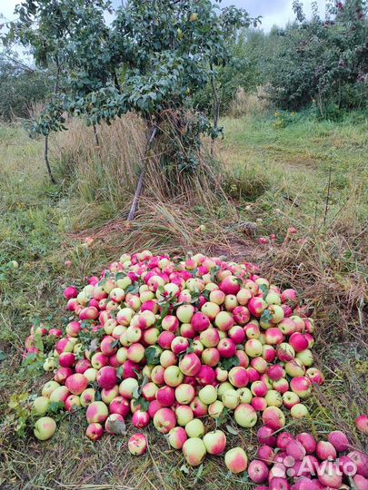 Яблоки оптом