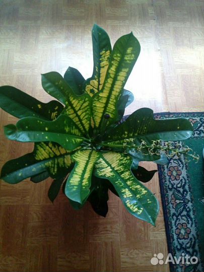 Цветок Кротон