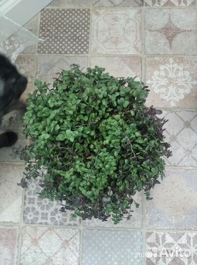 Каллизия ползучая