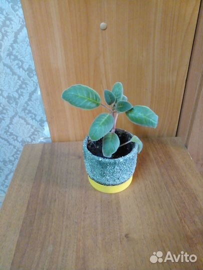 Эухарис амазонская лилия