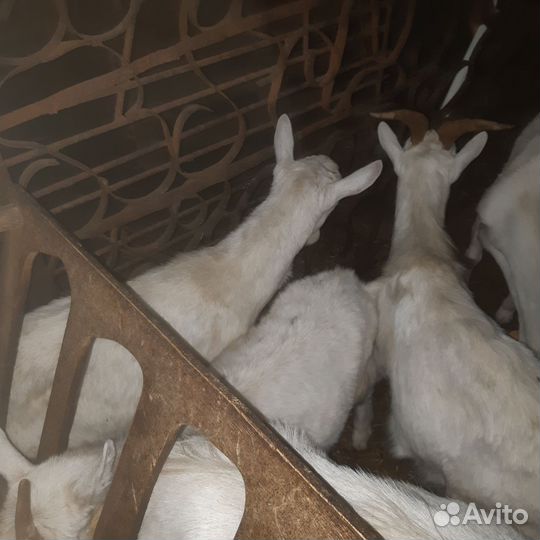 Козлята