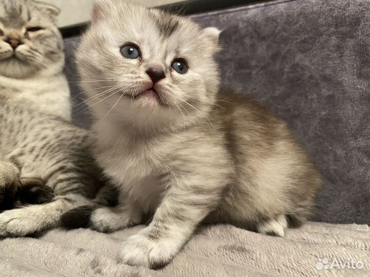 Шотладский котенок