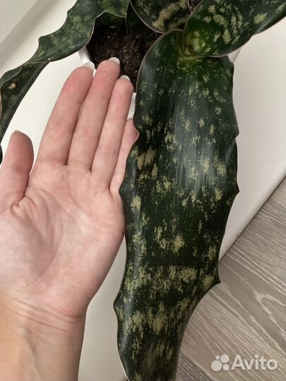 Сансевиерия кирки пульхра копертон