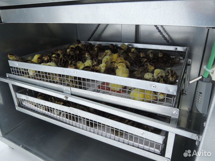 Инкубатор на 176 куриных яиц