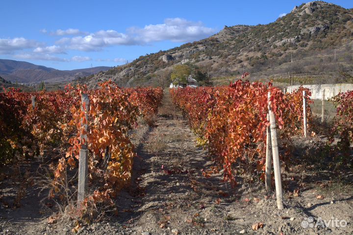 516 Красные виноградники, кисти А. Давыдченко