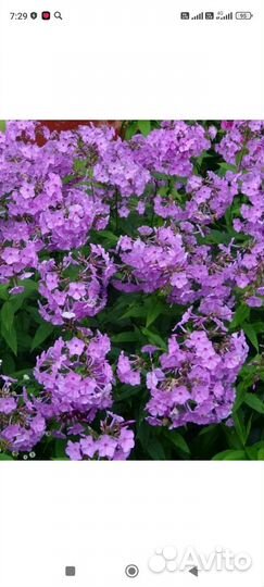 Многолетние цветы для сада