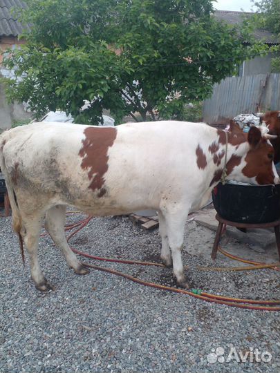 Корова телка, полтора года