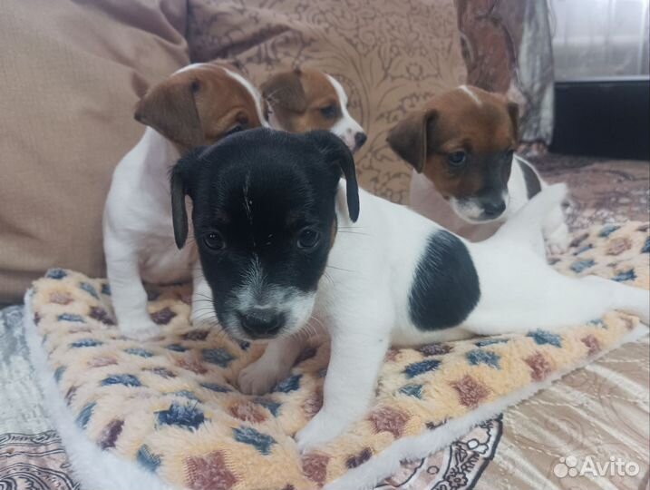 Продаются щенки
