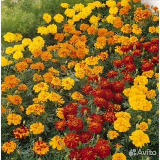 Бархатцы (семена)