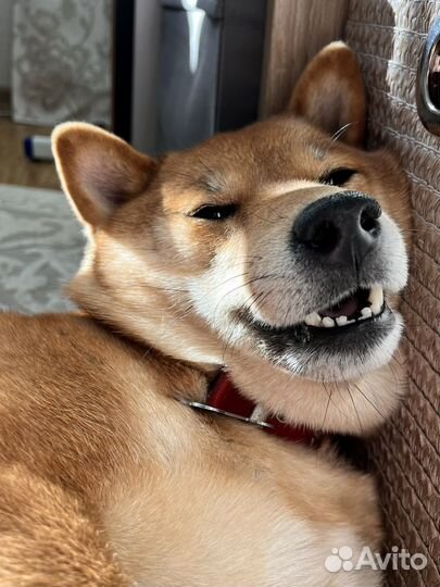 Передержка животных