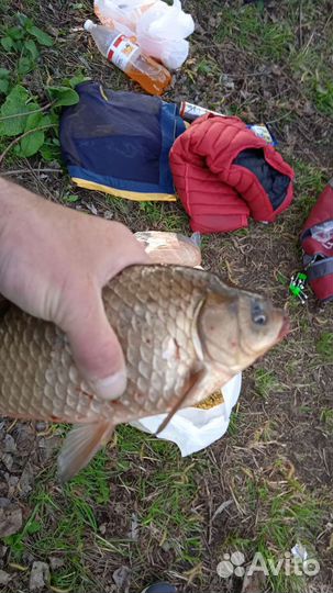 Живая рыба карась