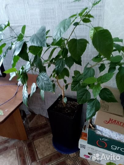 Цветок розан