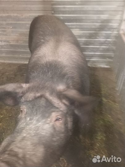 Хряк кастрированный на мясо