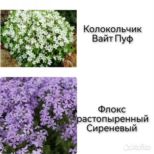 Саженцы многолетних цветов