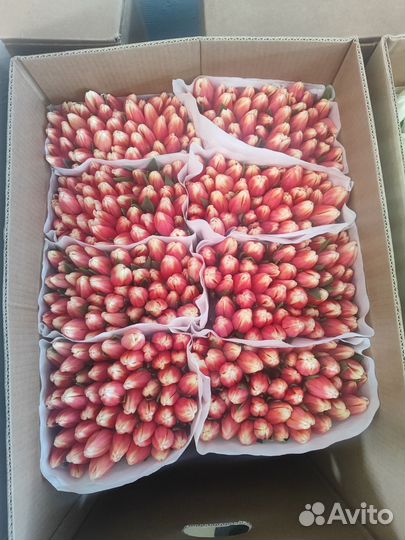 Тюльпаны к 8 марта оптом