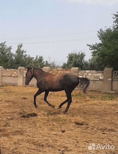 Продам лошадь