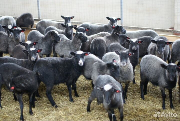 Ягнята, ярки, овцы и бараны романовской породы