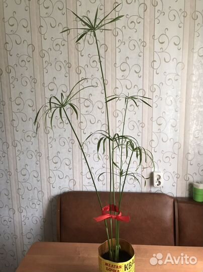 Циперус - пальма