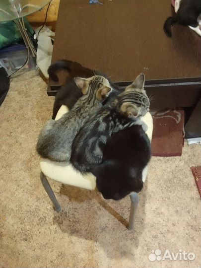 Отдам бесплатно