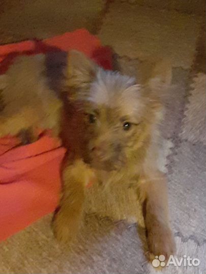 Метис шпица