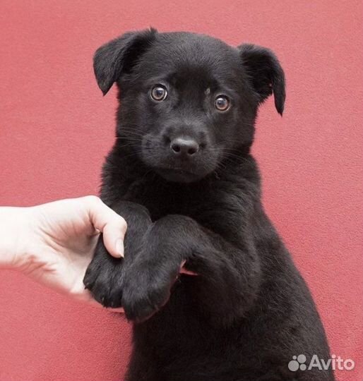 Щенок Лана. Метис лабрадора в дар