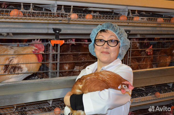 Вахта на птицефабрике: достойная зарплата Пермь