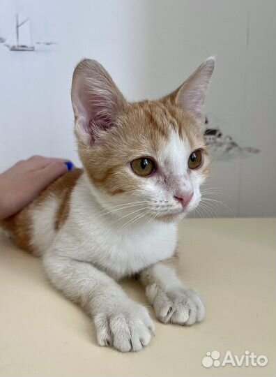 Рыжий котенок девчока в дар