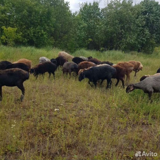 Курдючные бараны овцы