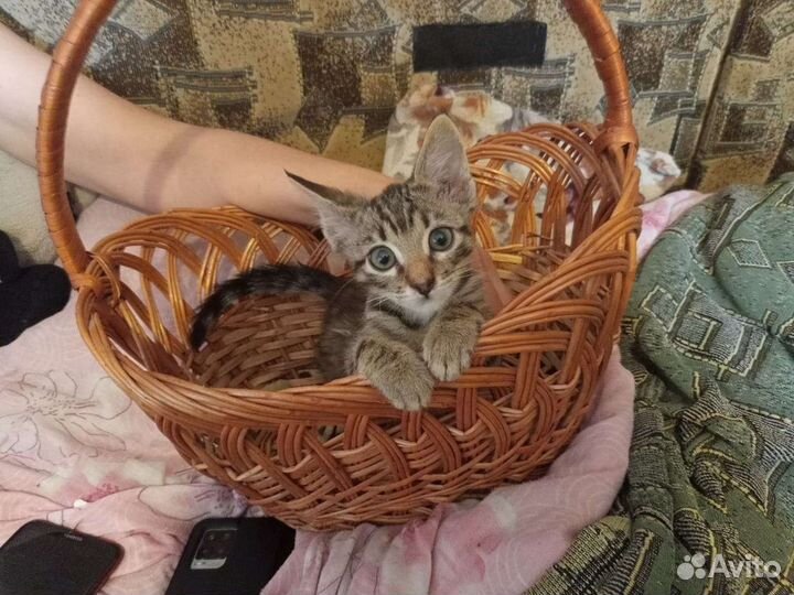 Милые котята