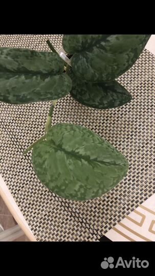 Сциндапсус