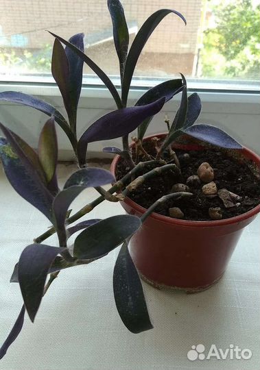 Традесканция