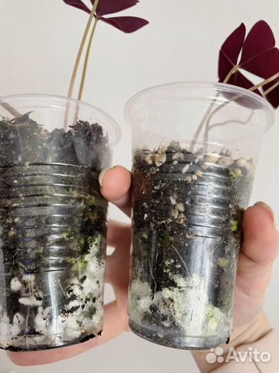 Кислица оксалис