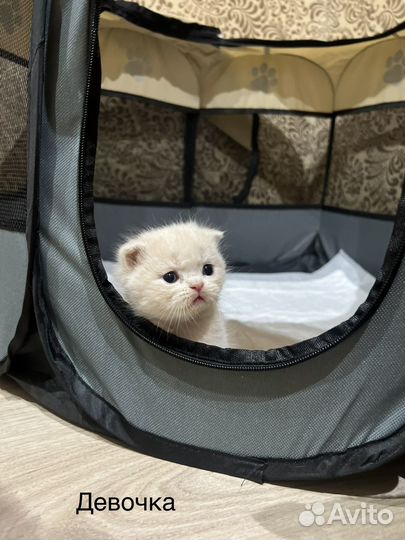 Шотландские котята