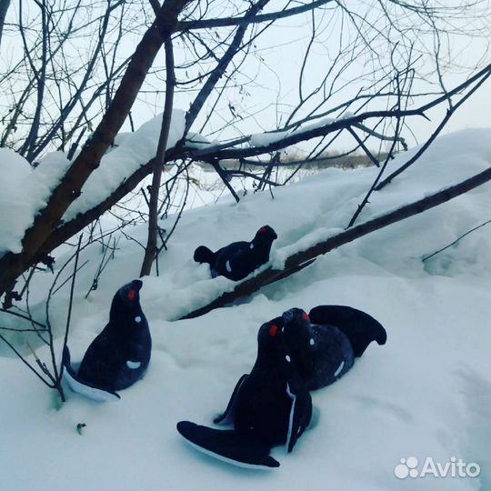 Чучело тетерева (с глазами)\ рабочие чучела 4 шт