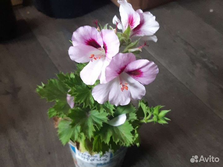 Пелоргония