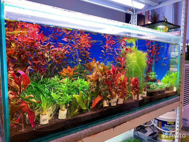 Растения для аквариума