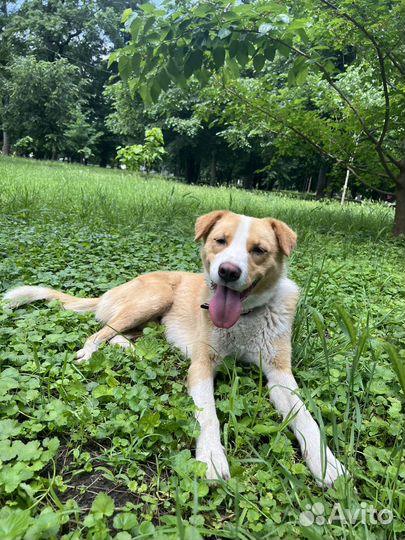 Собака в добрые руки