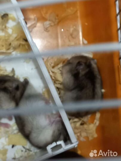 Джунгарский хомяк