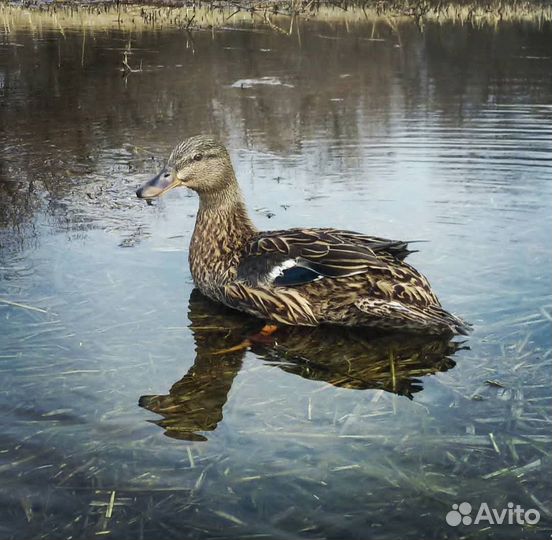 Утка подсадная для охоты