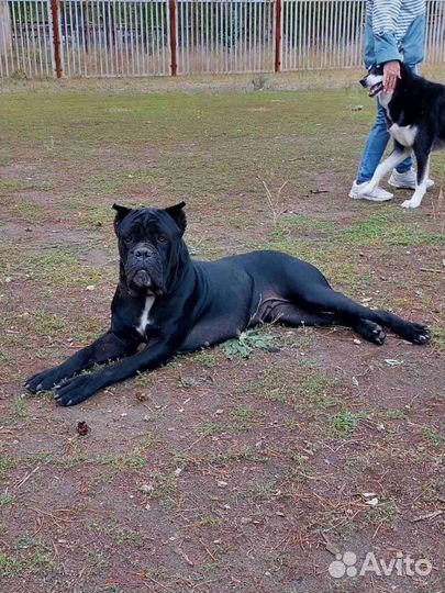 Девчули Кане Корсо