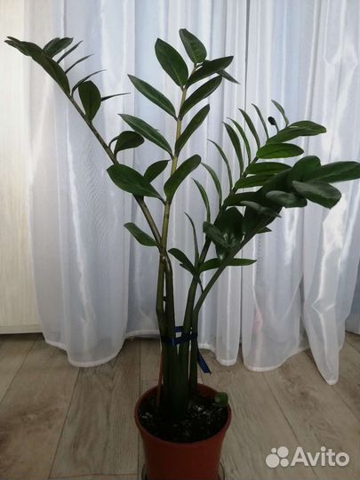 Замиокулькас