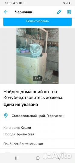 Найден котенок на кочубея георгиевск