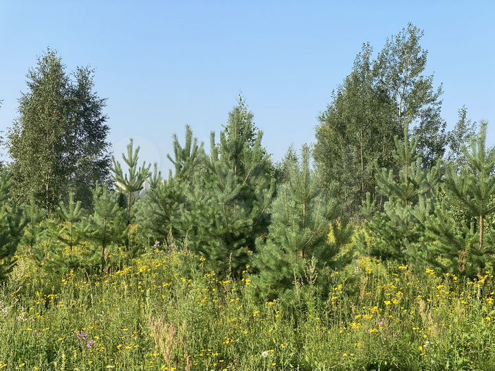 Участок 8 сот. (ИЖС)