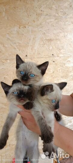 Котята сиамской породы
