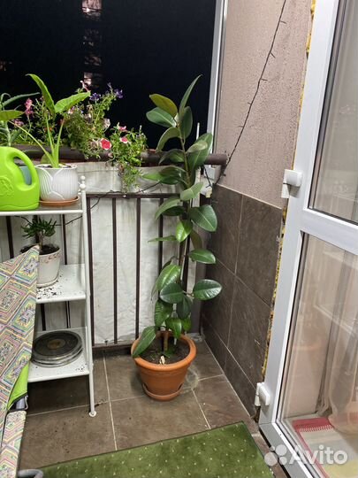 Фикус каучуконосный большой